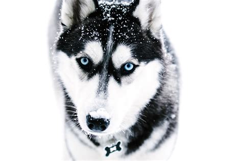 Husky Dog Hd Wallpaper - PetsWall