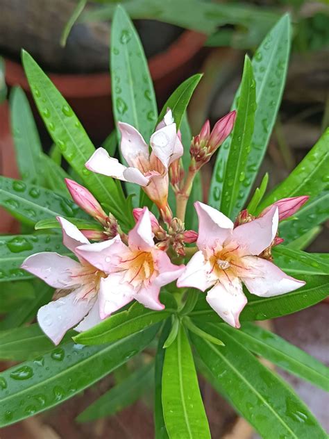 Nerium Hybrid -Alari(Pink) - Santhi Online Plants Nursery