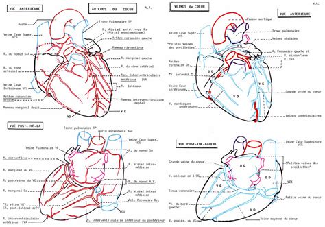 Anatomie Et Pathologie En Cardiologie Mon Bloc Op Ratoire