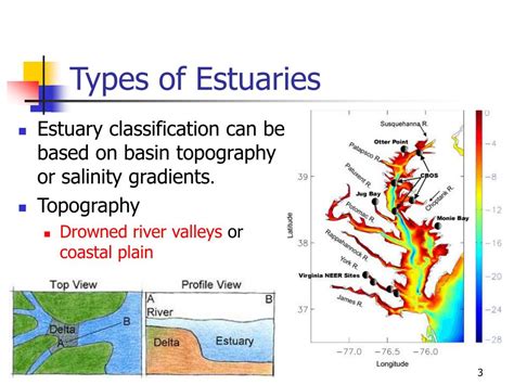 PPT - Estuaries and Salt Marshes PowerPoint Presentation, free download - ID:3385456