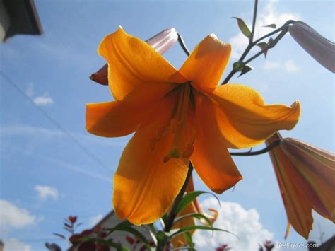 Lilie - Lilium x hybridum African Queen, květy, květenství | Rostliny ...