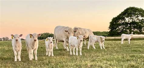 Cattle Health Education Workshop - College of Veterinary Medicine ...