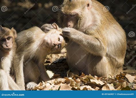 Check The Baby Monkey Ticks Stock Image Image Of Grooming Animal