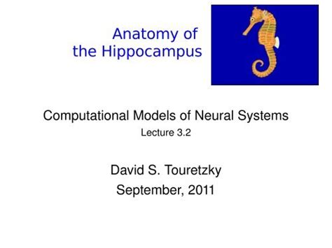 Hippocampal Anatomy Anatomical Charts And Posters