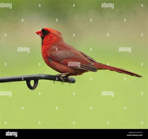 Male northern cardinal Stock Photo - Alamy