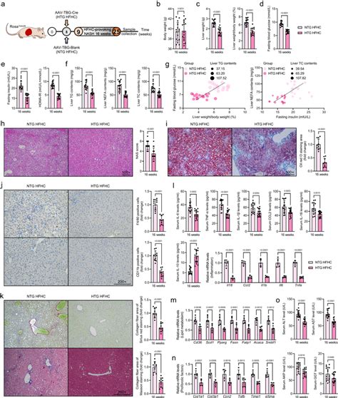 Hepatocyte Specific Trim26 Overexpression Mitigates Hfhc Induced Nash