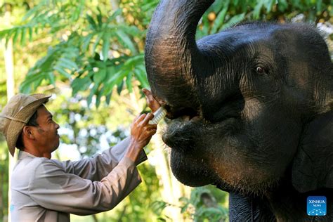 World Elephant Day Marked In Lampung Indonesia Xinhua