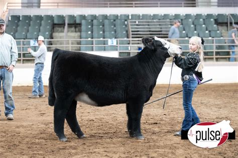 Georgia Junior National Maine Anjou Heifers The Pulse