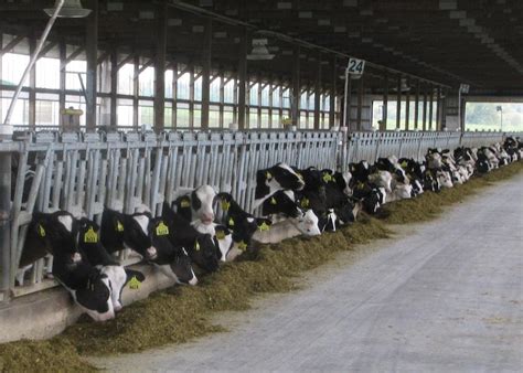 Revisiting Benchmarks For Age Of First Breeding Dairy Herd