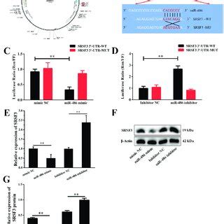 Srsf Is A Direct Target Gene Of Mir In The Granulosa Cells Gcs