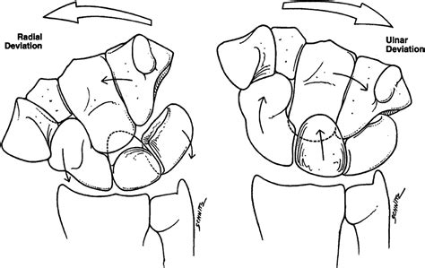 Scapholunate Interosseous Ligament Anatomy And Biomechanics Journal