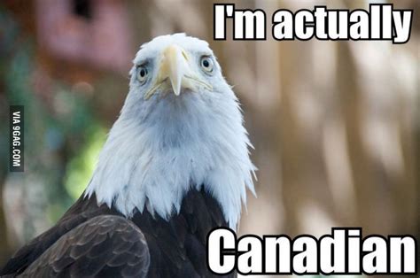 Confession Bald Eagle Bald Eagle American Bald Eagle Funny Animal Memes