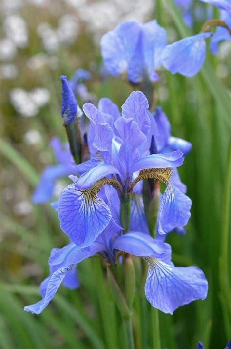 Louisiana Iris Growing Tips Louisiana Iris Transplanting Louisiana Iris