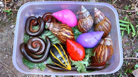 Hunting Rainbow Snail Millipeds Kaki Seribu Siput Warna Warni Siput