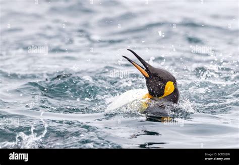 rey pingüino Aptenodytes patagonicus halli nadar en la costa