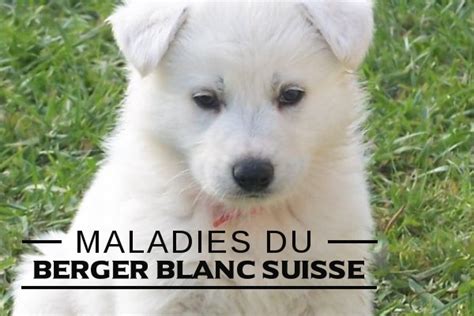 Le Berger Blanc Suisse Caract Re De La Race