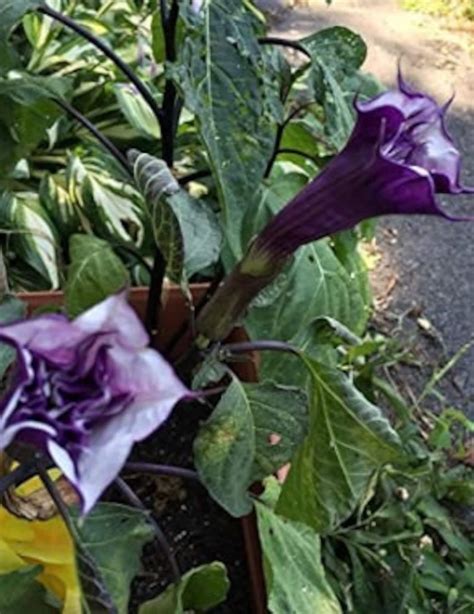 Purple Angel Trumpet Datura 15 Seeds - Etsy