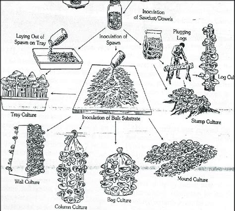 Mushroom Cultivation Diagram