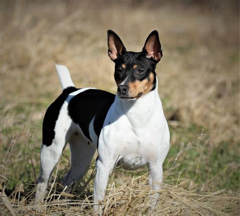 Seegmiller Standard Rat Terriers Female Rat Terriers