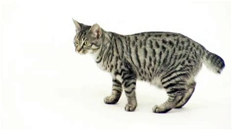 American Bobtail cat Pictures and Information - Cat-Breeds.com