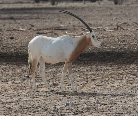 Faune Terrestre Dabu Dhabi