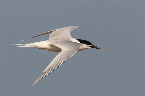 Sandwich Tern Bird Identification Guide Bird Spot