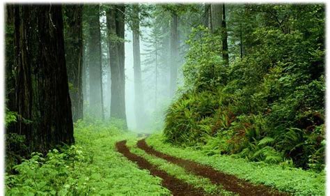 Pemandangan Hutan Background Hutan Hd Download Gambar Pemandangan Untuk