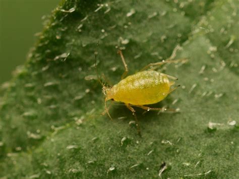 Live Predator Bugs Aphids Golden Acre Home And Garden