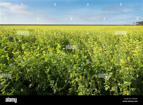 Mustard Seed Fields India Hi Res Stock Photography And Images Alamy