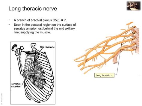 Applied anatomy long thoracic nerve injury | PPT