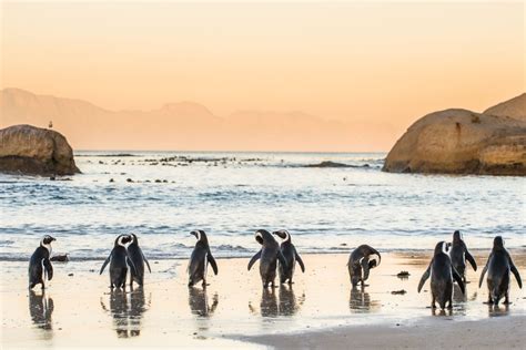 ultimate cape town travel guide    expat explore