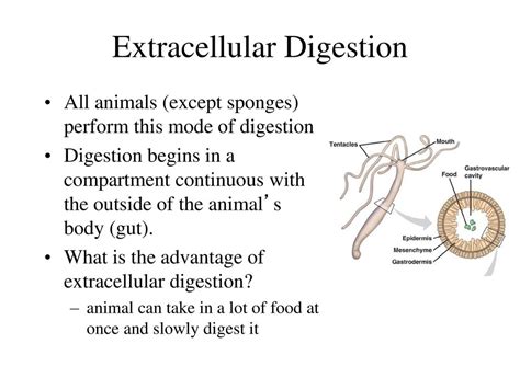 Digestion Ap Biology Unit Ppt Download