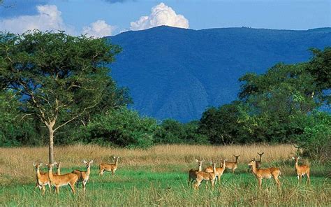 Semuliki National Park Uganda National Park