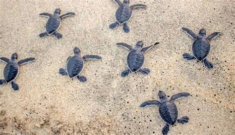 Sicilia Isola Delle Tartarughe Marine Censiti Nidi Nel Ragusano