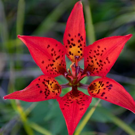 Wood Lilies A Vibrant And Delightful Native Wildflower