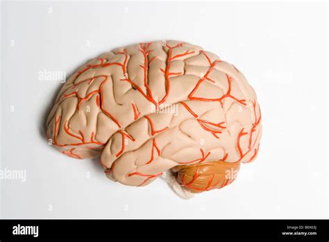 An Anatomical Model Of Human Brain Stock Photo Alamy