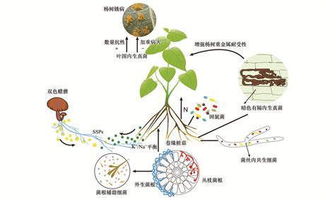 林木共生菌系统及其作用机制——以杨树为例