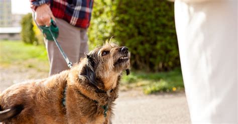 Morsures de chien quel comportement adopter pour les éviter