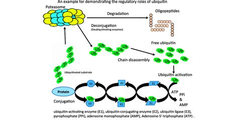 A Schematic Drawing To Show The Intimate Involvement Of Ubiquitination Download Scientific