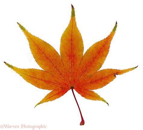 Japanese maple leaf photo WP02877