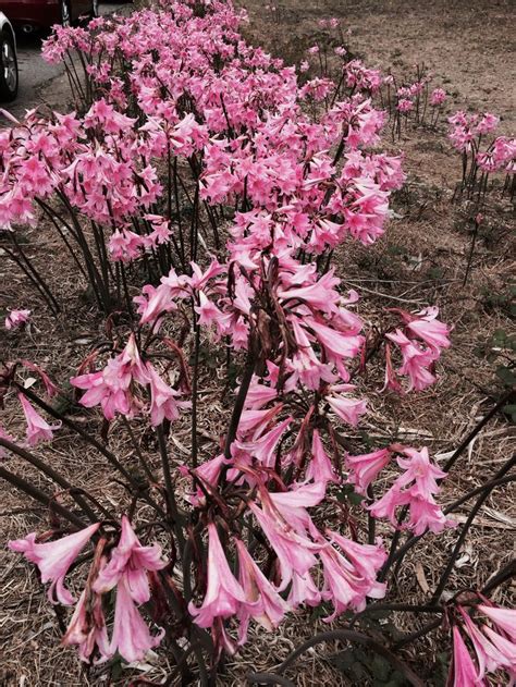 Naked Lady Lilies In Mendocino