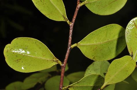 Diospyros Ferrea Ebenaceae Image At Phytoimages Siu Edu