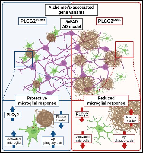 plaque attack  microglial plcg immunity