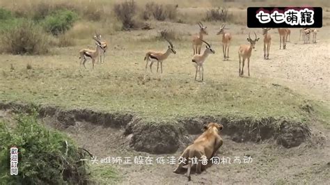 老虎躲在草地埋伏2头疣猪，不料被疣猪发现了，镜头拍下搞笑瞬间 Youtube