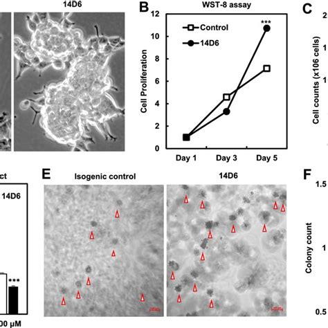 Phenotype Analyses Of Pdgfra Mutated Hek293t Cells A The14d6 Cells