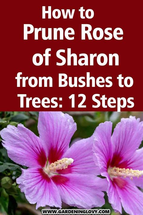 How To Prune Rose Of Sharon From Bushes To Trees 12 Steps In 2024