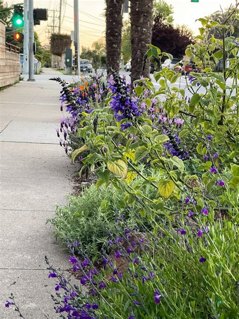 Creating A Park Strip Pollinator Garden — The Curious Nook