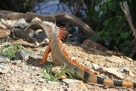 nama-hewan2016: iguana orange Images