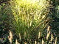 Best Grasses Ideas Ornamental Grasses Grasses Garden Perennials