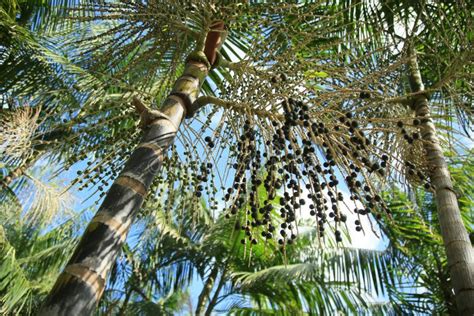 Euterpe Oleracea Plantation in Bahia Stock Photo - Image of juice ...